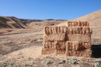 8. Ranch