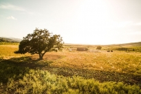 59. Ranch