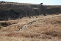 64. Ranch