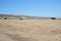 65. Ranch