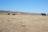 67. Ranch