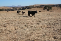 72. Ranch