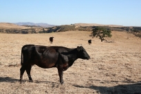 73. Ranch