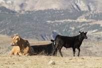 74. Ranch
