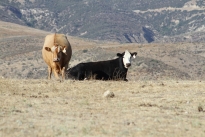 75. Ranch