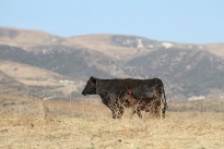 76. Ranch