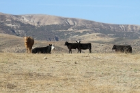 77. Ranch