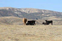 78. Ranch