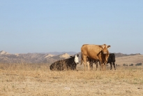 79. Ranch