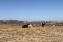 84. Ranch