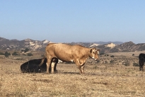 85. Ranch