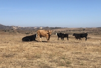 86. Ranch