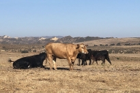 87. Ranch