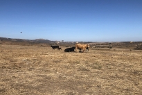 88. Ranch
