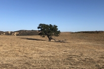 89. Ranch