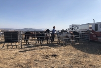 95. Ranch
