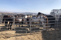 96. Ranch