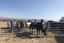 100. Ranch