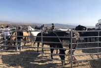101. Ranch