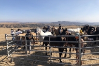 102. Ranch