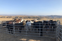 110. Ranch