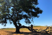13. Ranch