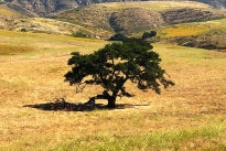 14. Ranch