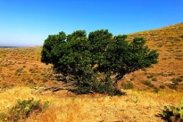 15. Ranch