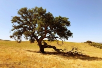 19. Ranch