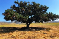 20. Ranch
