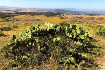 21. Ranch